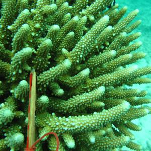 Acropora samoensis