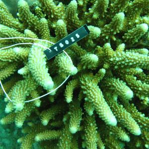 Acropora samoensis