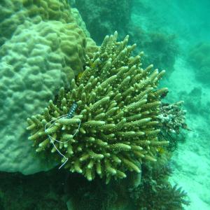 Acropora samoensis