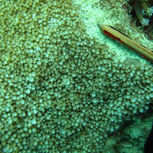 Alveopora spongiosa