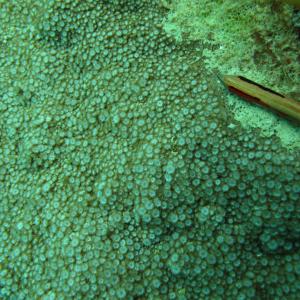 Alveopora spongiosa