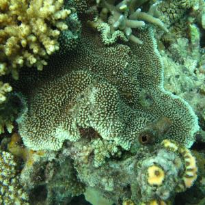 Montipora verrucosa