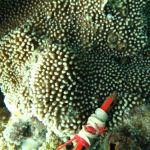 Montipora verrucosa