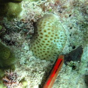 Goniastrea edwardsi