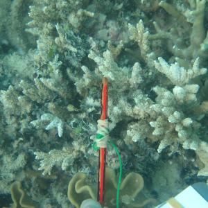Montipora stellata