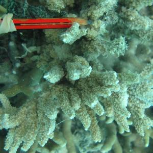 Montipora stellata