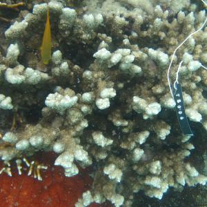 Montipora stellata