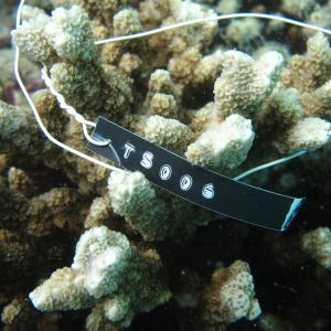 Montipora stellata