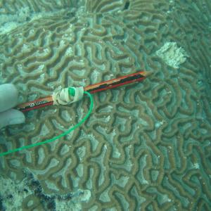 Oulophyllia crispa