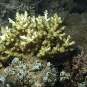 Acropora loripes