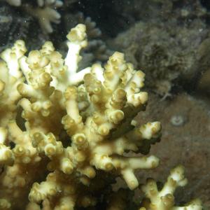 Acropora loripes