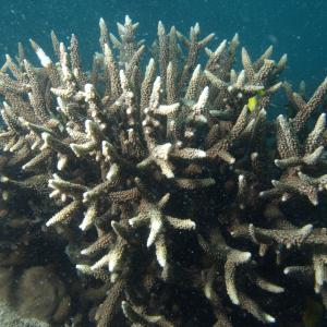 Acropora vaughani