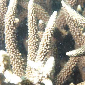 Acropora vaughani
