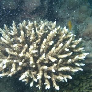 Acropora divaricata