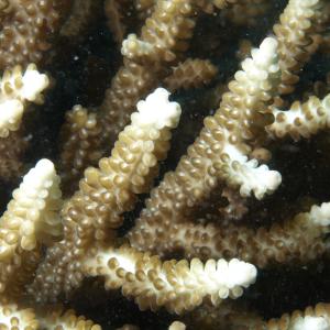 Acropora divaricata
