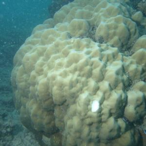 Porites lutea