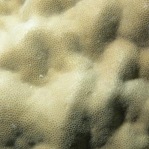 Porites lutea