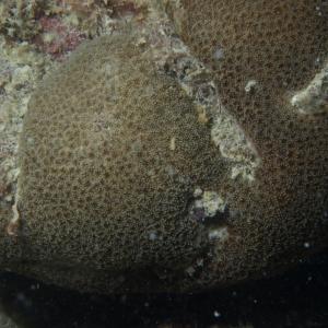 Goniopora eclipsensis