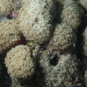 Goniopora minor
