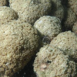 Goniopora minor