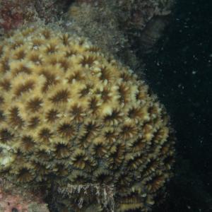 Favia pallida