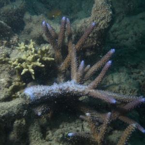 Acropora grandis