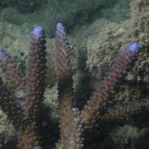 Acropora grandis