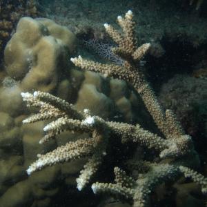 Acropora grandis