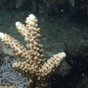 Acropora grandis