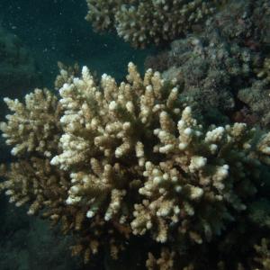 Acropora verweyi