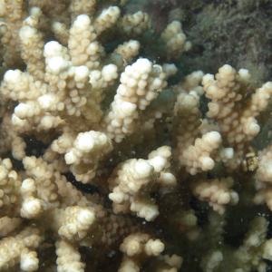 Acropora verweyi