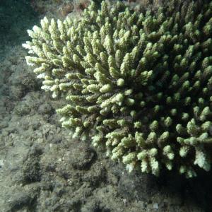 Acropora aculeus