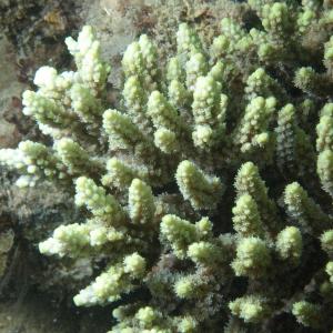 Acropora aculeus