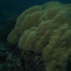 Porites mayeri