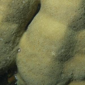 Porites mayeri