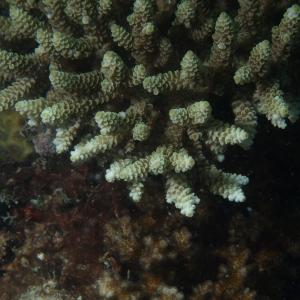 Acropora selago
