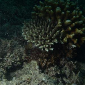 Acropora selago