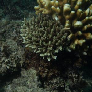 Acropora selago