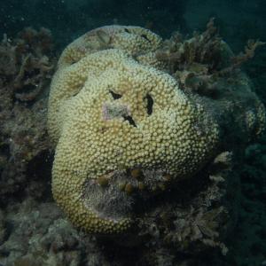 Astreopora myriophthalma