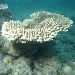 Acropora microclados