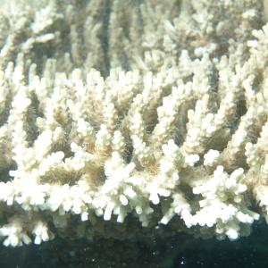 Acropora microclados