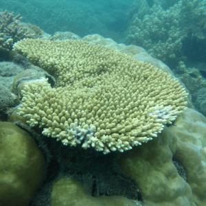 Acropora hyacinthus