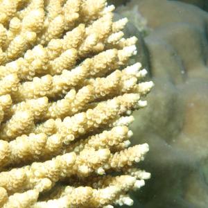Acropora hyacinthus