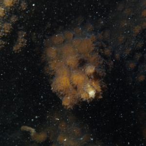 Echinopora lamellosa