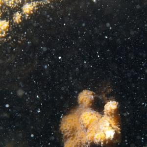 Echinopora lamellosa