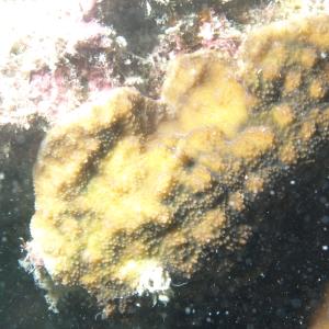 Echinopora lamellosa