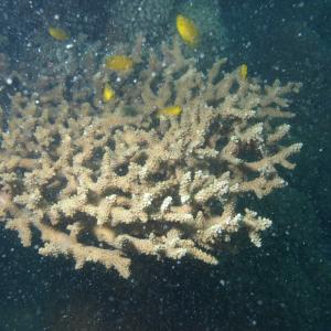 Acropora glauca