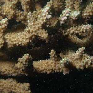 Acropora glauca