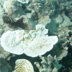 Montipora foliosa