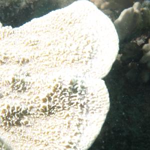 Montipora foliosa